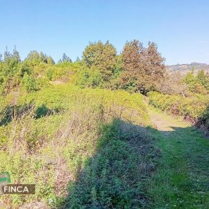 venta de Finca Rustica en Pravia / Asturias (Ref 599-25)